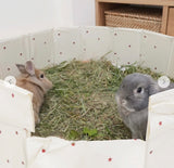 Hoppy Lapin Play Pool